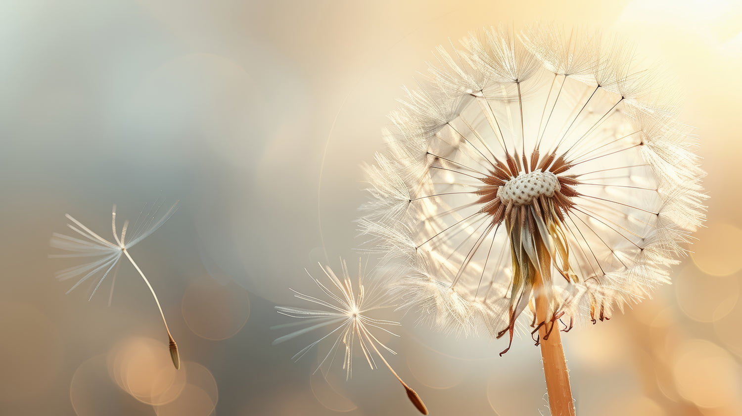 Dandelion seeds with a blurred background.