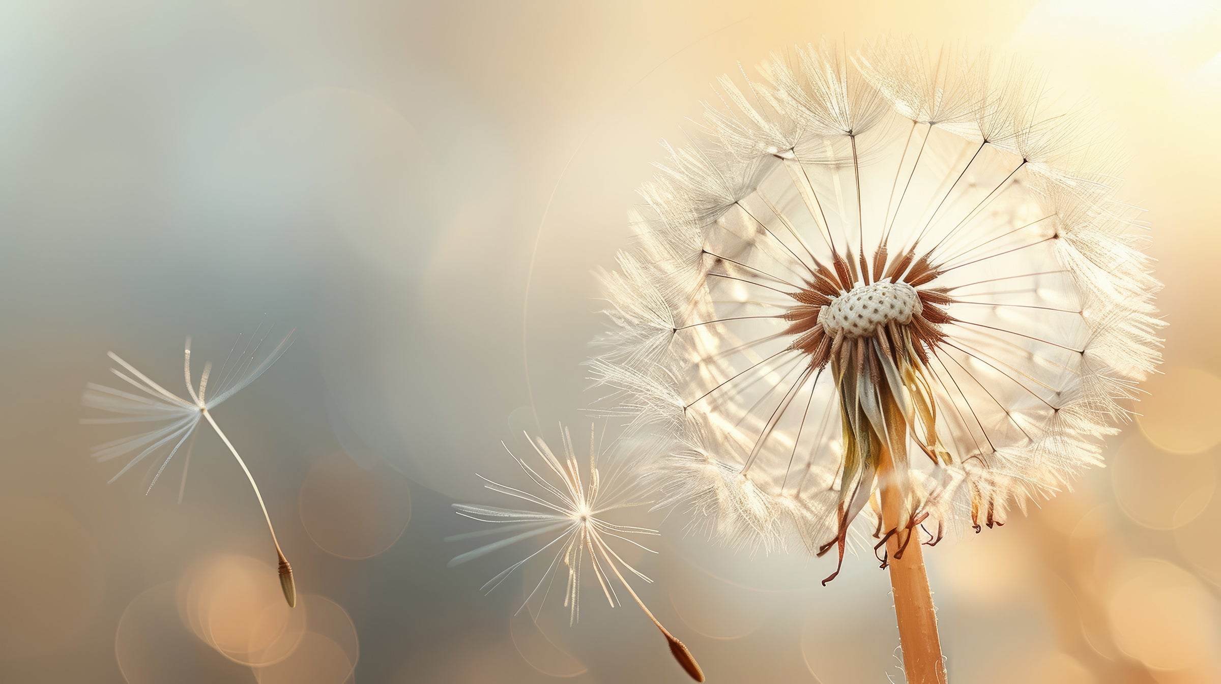Dandelion seeds with a blurred background.